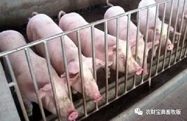 2025今晚最准四不像