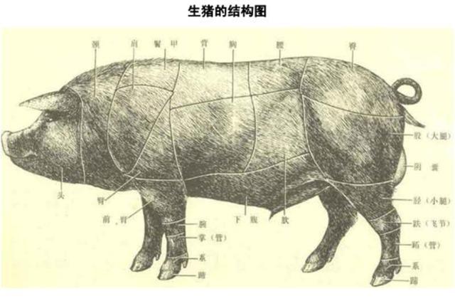 澳门最准的四不像资料游戏
