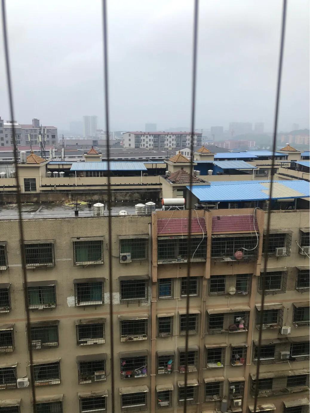 2025年香港四不像资料图